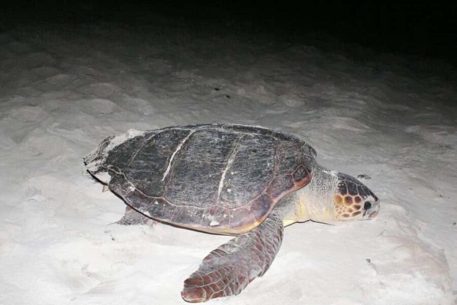 Boa Vista Turtle Watching with certified guides - Who Should Consider This Tour?