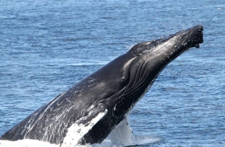 Boa Vista: Whale Watching Trip with Motoryacht - The Itinerary in Detail
