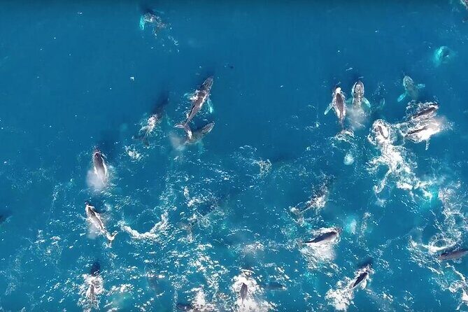 Boat Based Whale Watching from Hermanus - What Makes This Tour Truly Valuable