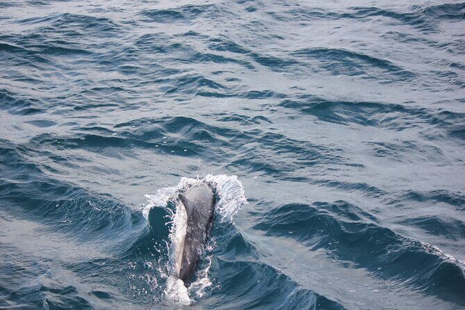 Boat Trip to See Marine Life in Puerto Escondido - Who Is This Tour Best For?