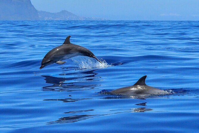 Boating along the coastline of San Carlos with a Marine Biologist - Practical Details