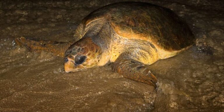 Boavista by Moonlight: The Sea Turtle Experience - The Value and Practical Aspects