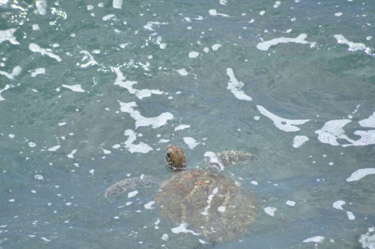 Boavista: Turtle, Shark, Santa Monica, Sandboard & Tasting - The Experience and What It Means for You