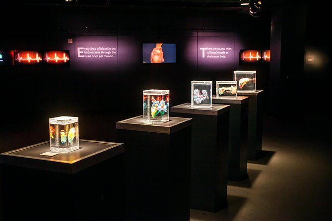 Bodies The Exhibition at the Luxor Hotel and Casino - What Travelers Say