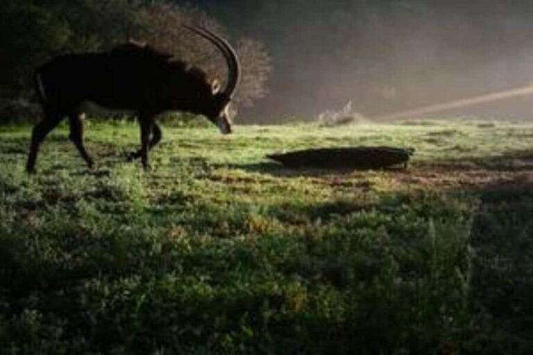 Bon Game Reserve: Game Drive - FAQ