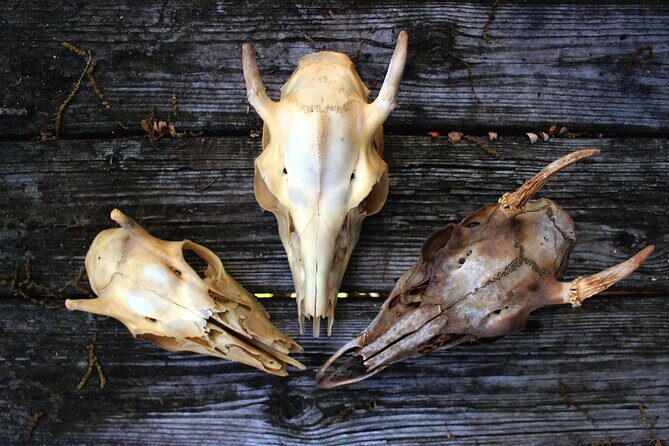 Bone Hunting in Wyoming