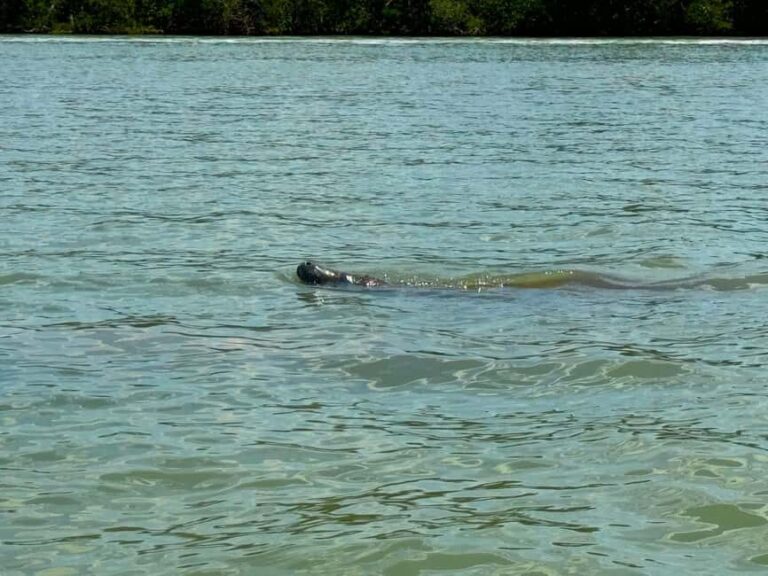 Bonita Springs Clear Kayak Tour with Dolphins & Manatees - The Experience of Wildlife and Nature