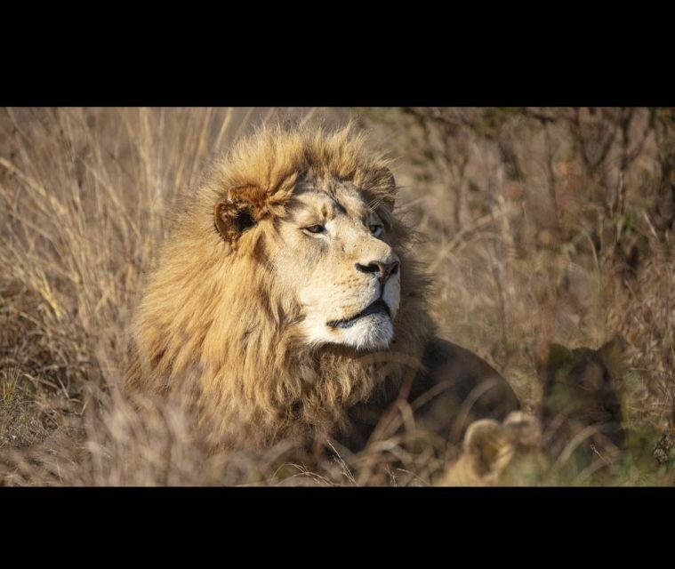 Bothongo Rhino and Lion Nature Reserve Self Drive - Final Thoughts