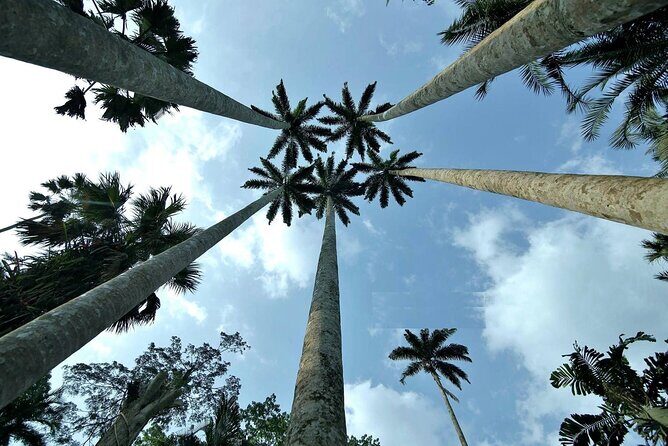 Boti Falls, Umbrella Rock, Aburi Gardens & Cocoa Farm Day Tour - Authentic Experiences and Tips