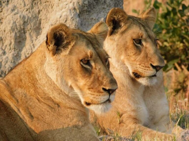 Botswana: 9-Day Chobe, Delta, and Victoria Falls Safari Tour - Practical Considerations and Value