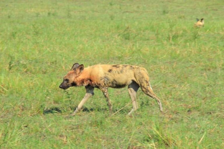 Botswana: explore the renowned okavango delta with us - An In-Depth Review of the Okavango Delta Tour