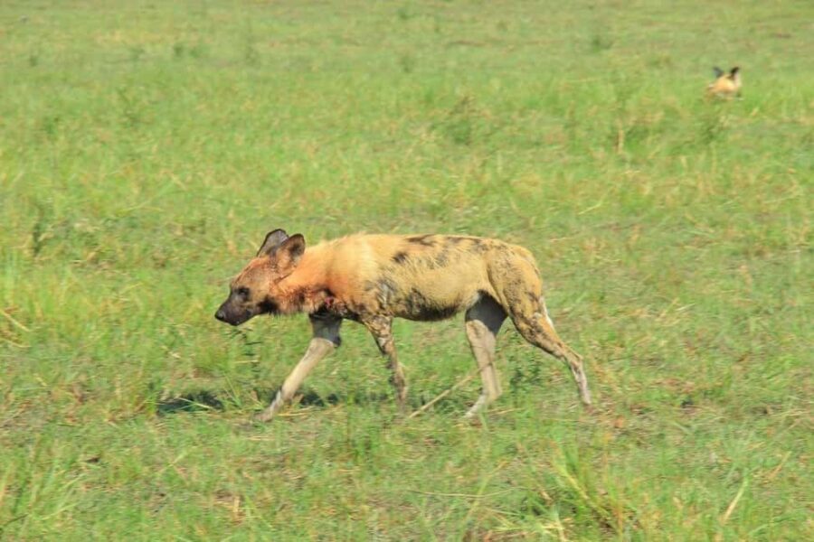 Botswana: explore the renowned okavango delta with us