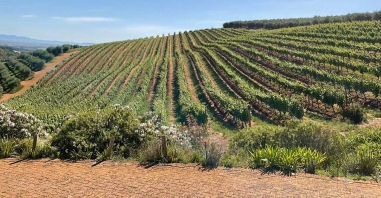 Boulders beach penguins and Wine tasting full-day tour - The Sum Up