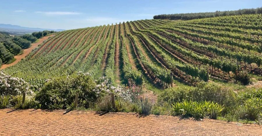 Boulders beach penguins and Wine tasting full-day tour - The Sum Up