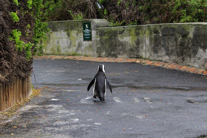 Boulder's Beach Penguins Chapman's Peak & Simonstown - Penguins Galore: Foxy Beach & Boulders Beach