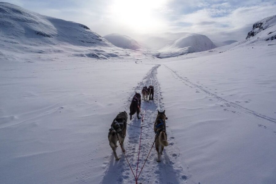 Bozeman: 6 Day Yellowstone Winter Wonderland Tour - The Value of the Experience