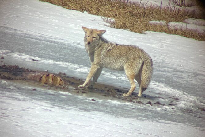 Bozeman Winter Wildlife Safari, Lamar Valley, Burrito and Lunch - Who Will Appreciate This Tour