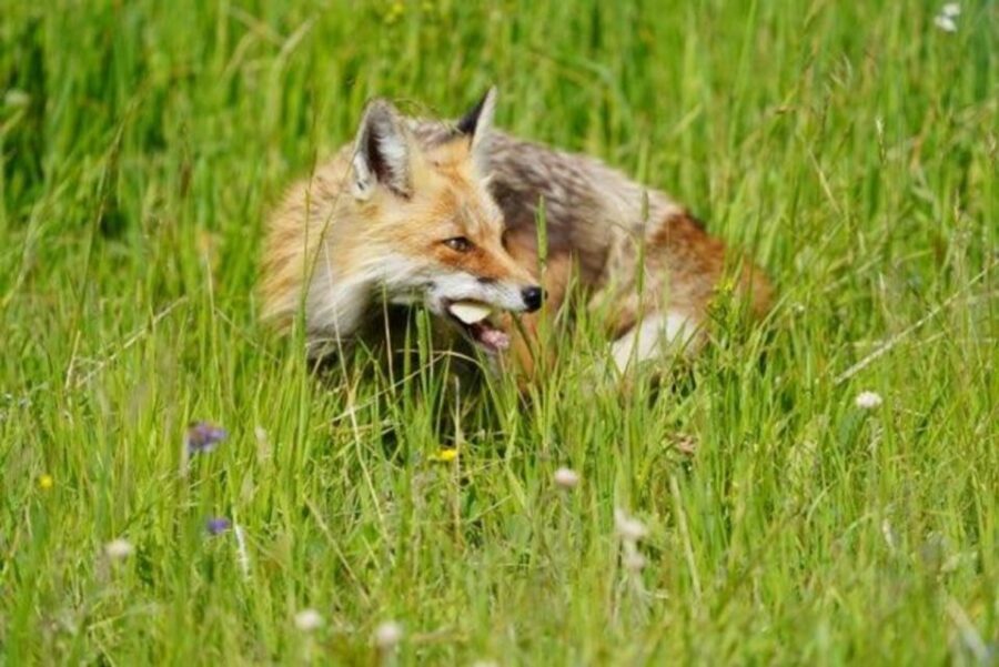 Bozeman: Yellowstone & Grand Teton National Park with Hotel