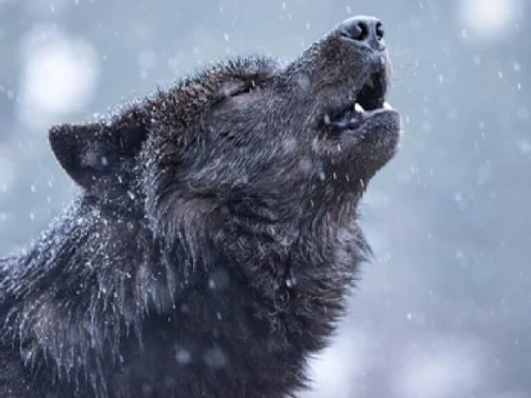 Bozeman: Yellowstone Wolves and Winter 4Day/3Night Adventure - Day 2: Early Start in Search of Wolves