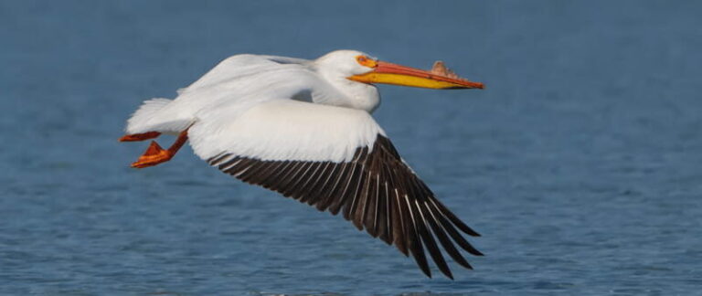 British Columbia: Bird Watching and Photography Tour - Why This Tour Can Be a Great Choice
