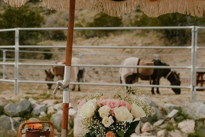 Brunch with Mini Rescue Burros in Southern California - The Setting and Surroundings