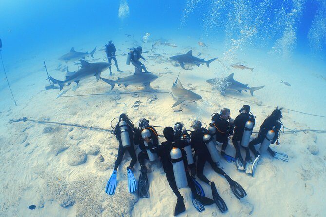 Bull Shark Extreme - 1tank /Only for Certified Divers - The Itinerary: From Meeting to Marine Life
