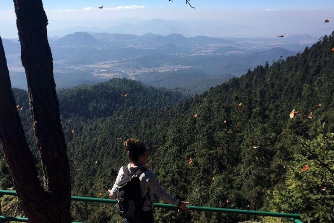 Butterfly Monarch Tour from Mexico City - What to Expect from the Itinerary