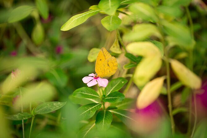 Butterfly Sanctuary Guided Tour in Puerto Vallarta - Detailed Breakdown of the Itinerary