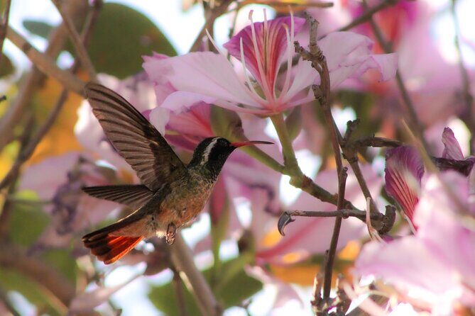 Cabo birding | Bird watching at bird sanctuary - Final Thoughts