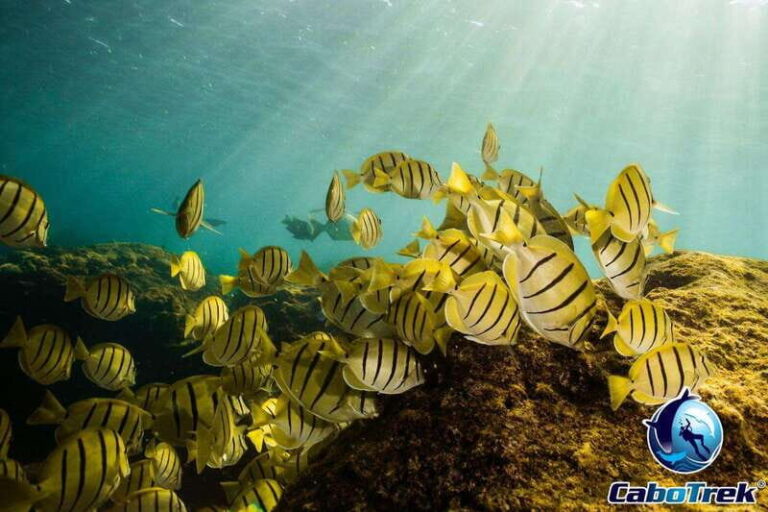 Cabo Ocean SAFARI - Practical Details: What To Expect
