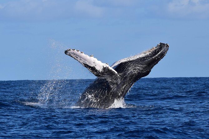 Cabo Private Whale Watching Tour - Incl FREE photos - The Itinerary in Detail: What to Expect