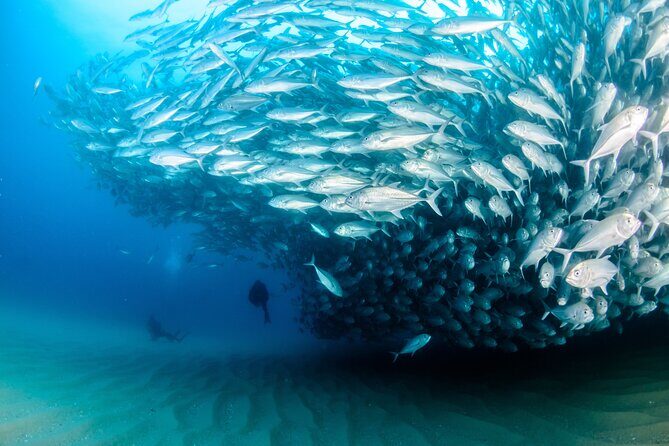 Cabo Pulmo 2 Tank Certified Dive with Lunch - FAQ