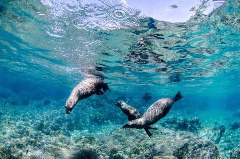 Cabo Pulmo Marine Park: Scuba Diving Excursion - The Practical Side: Logistics and Experience Details
