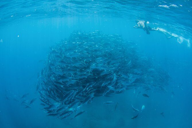 Cabo Pulmo National Park Snorkel Expedition from Cabo San Lucas - Authentic Reviews and Perspectives