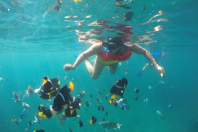Cabo Pulmo Snorkel Adventure - The Experience Provider and Booking Details