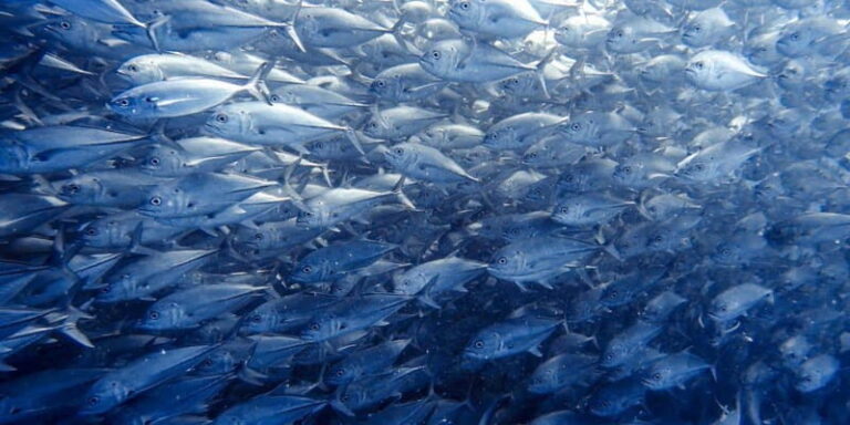 Cabo Pulmo Snorkeling - The Itinerary: Breaking Down the Experience