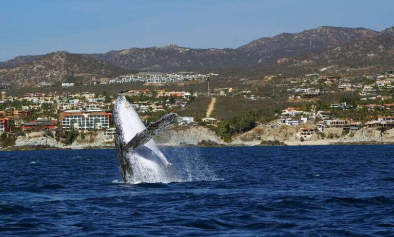Cabo San Lucas: 2.5-Hour Whale Watching Tour - The Value of This Experience