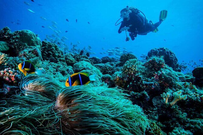 Cabo San Lucas 2 Tank Scuba Diving - What Does the Price Get You?