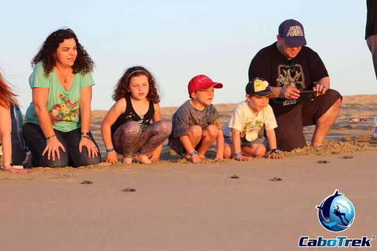 Cabo San Lucas: Baby Turtle Release Experience - What to Expect: A Well-Organized, Authentic Encounter