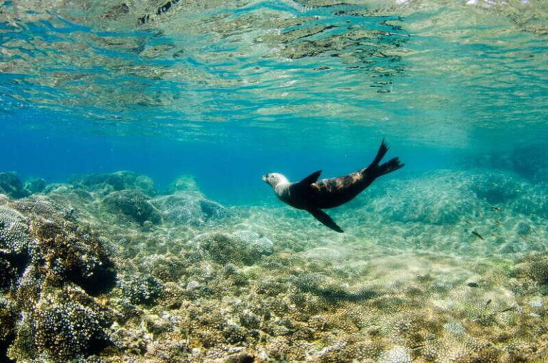 Cabo San Lucas: Cabo Pulmo Snorkeling Expedition - Why This Tour Stands Out