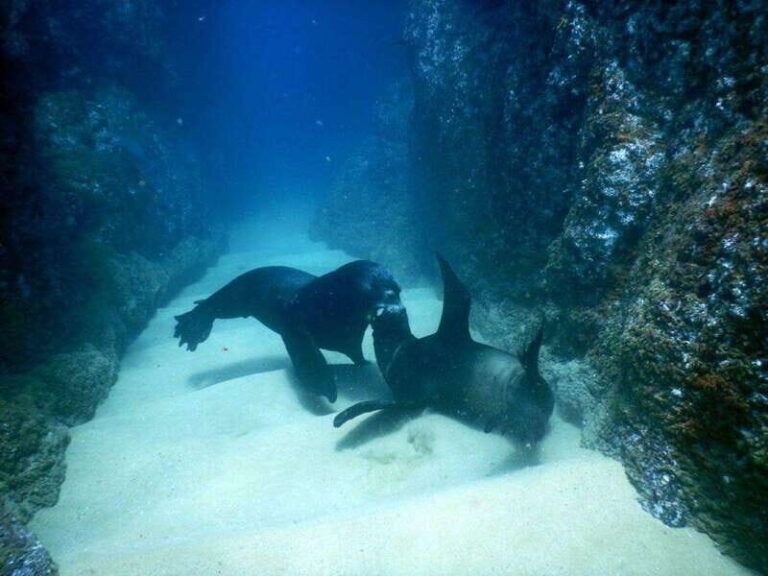 Cabo San Lucas: Discover Scuba Diving Experience - The Breakdown: A Step-by-Step Look at the Tour