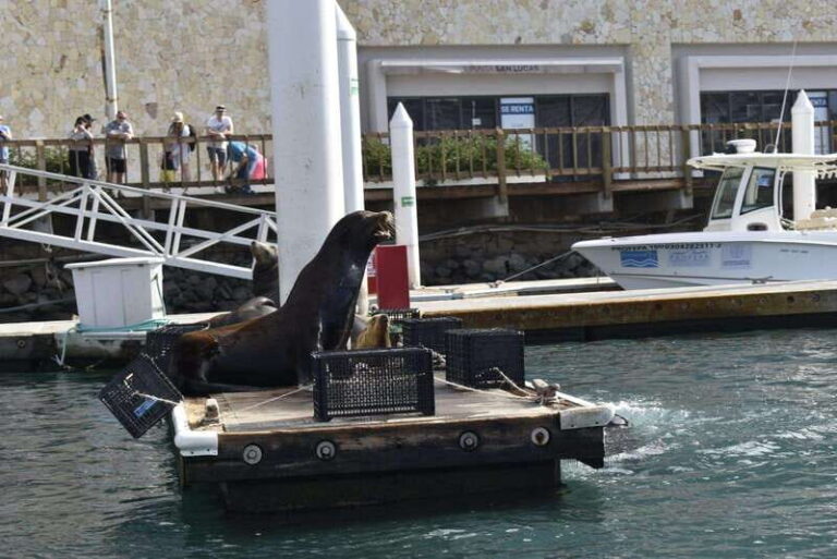 Cabo San Lucas: Glass Bottom Boat Tour to Land's End - Who Will Love This Tour?