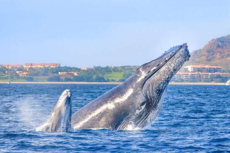 Cabo San Lucas: Luxury Catamaran Whale Watching Experience - Who Will Love This Tour?