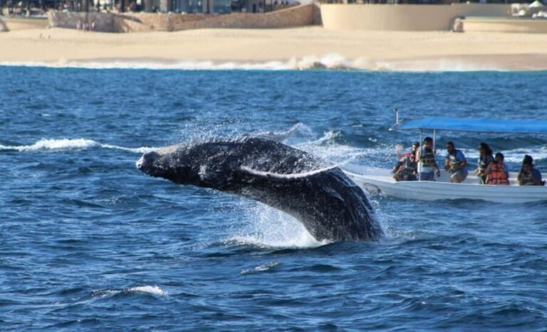 Cabo San Lucas: Private Whale Watching Yacht Excursion - What to Expect on the Whale Watching Yacht Tour