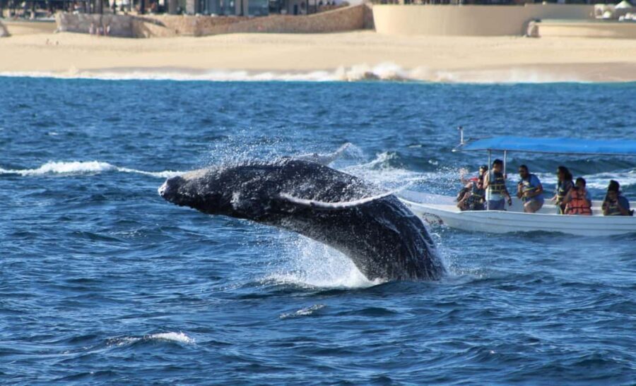 Cabo San Lucas: Private Whale Watching Yacht Excursion - What to Expect on the Whale Watching Yacht Tour