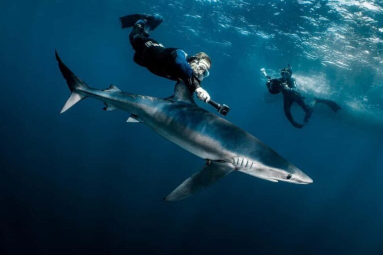 Cabo San Lucas: Shark Snorkeling and Freediving Tour - Is It Worth the Price?