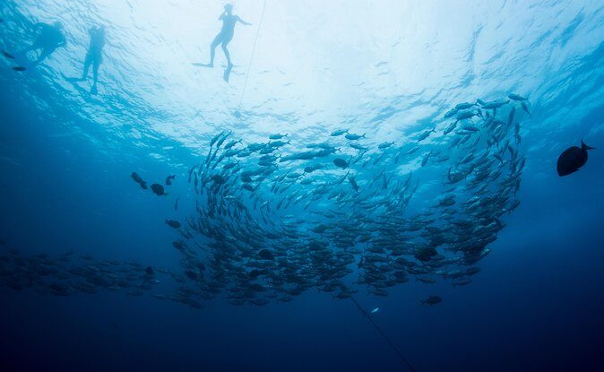 Cabo San Lucas Shopping, Tequila Tasting, and Snorkel Tour - Analyzing the Value