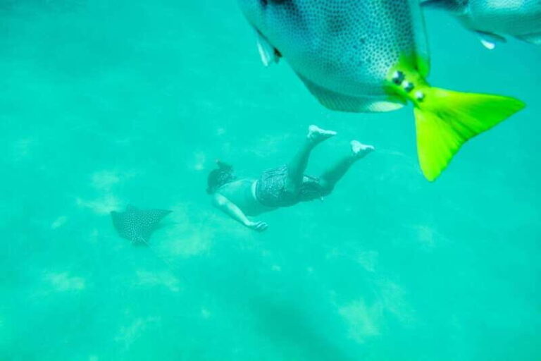 Cabo San Lucas: Snorkeling at Lovers Beach - The Value and Cost Analysis