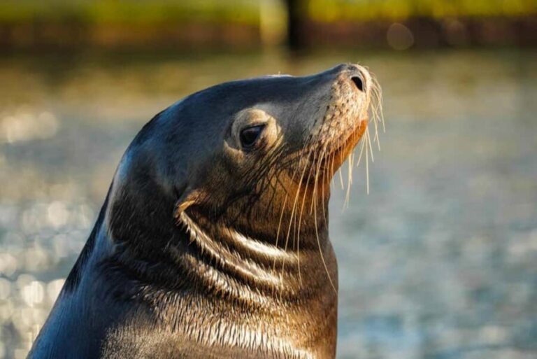 Cabo San Lucas: Sunset Cruise - The Experience from Start to Finish