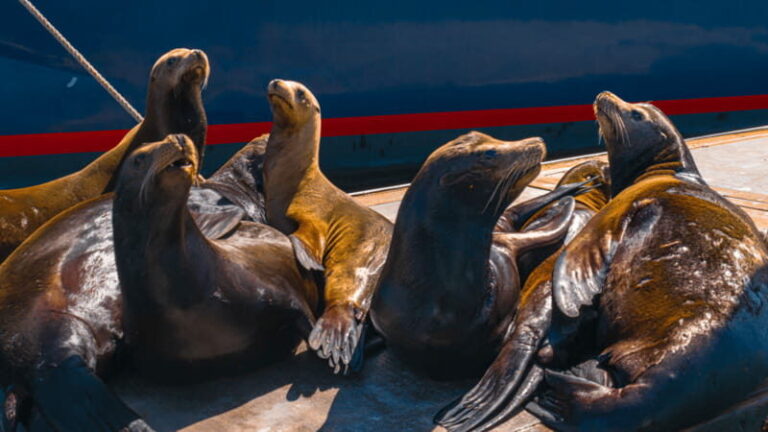 Cabo San Lucas: Tour paseo al Arco + bajada en playa - What to Expect From the Tour